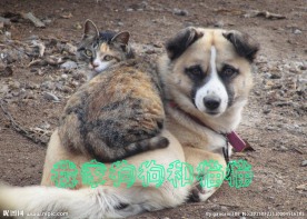 狗猫