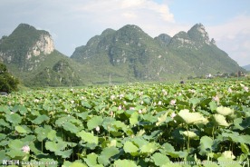 荷花风景（非高清）