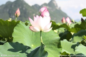 荷花风景（非高清）