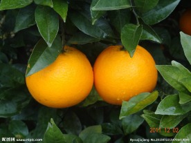 橙子
