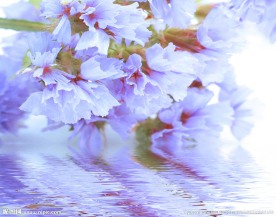 花朵 水纹