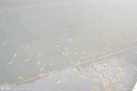 小鱼