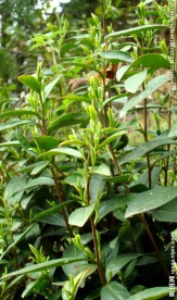 茶叶嫩茶绿茶春茶叶子