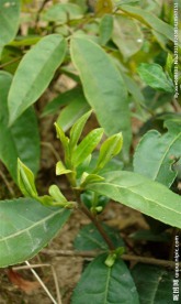 山茶春茶绿茶茶叶