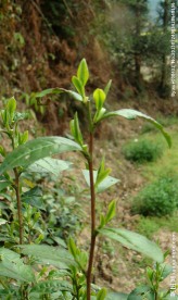 茶叶嫩茶春茶山茶绿茶