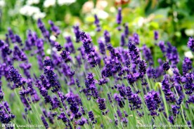 薰衣草