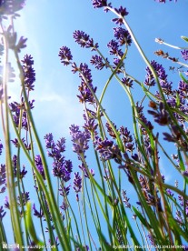 薰衣草