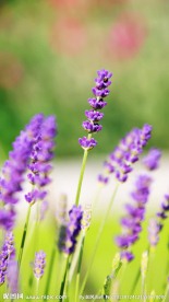 薰衣草
