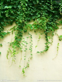 爬墙虎