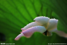 雨后荷花
