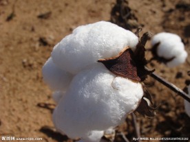 新疆棉花
