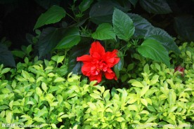 朱槿花