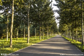 林间小路