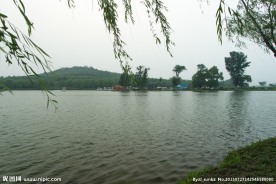 莲花湖柳岸