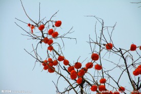 花枝