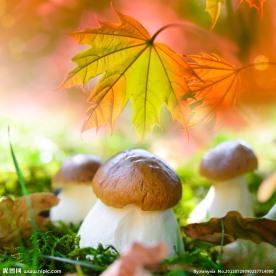 枫叶 蘑菇