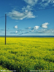 青海 盐田