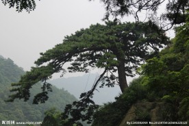 泰山迎客松