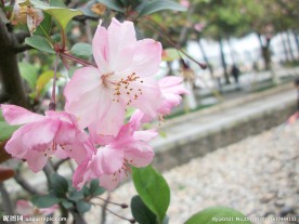 小花朵