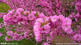 百花争妍 桃花