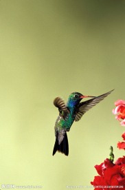 蜂鸟