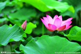 莲花