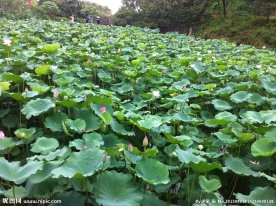 莲花池