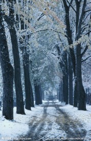 雪后林间小路