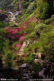 深山植物