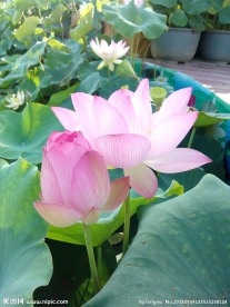 荷花