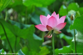 莲花