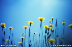 野花