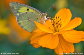绿花蝶
