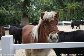 矮种马 矮马 小马