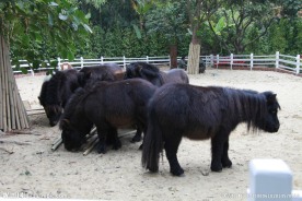 矮种马 矮马 小马