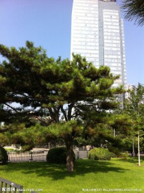 夏日北京