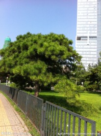 绿树高楼