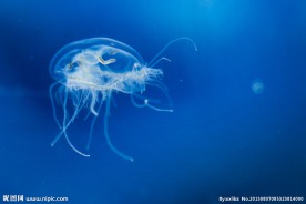 水之精灵 桃花水母
