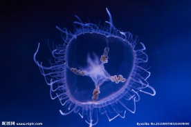 水之精灵 桃花水母