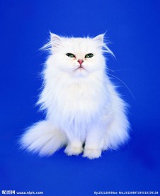 猫 小猫 猫咪 白猫