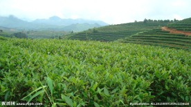 茶山