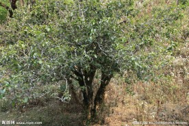 普洱茶树