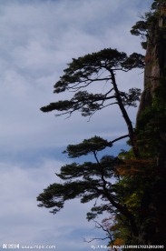 黄山松