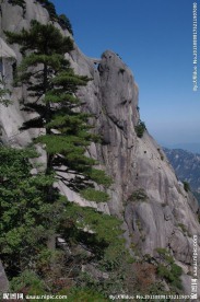 黄山松
