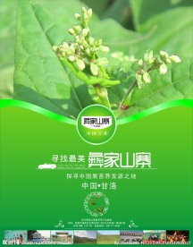 苦荞宣传页