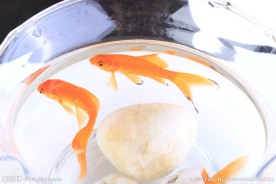 红鲤鱼