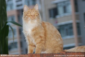 黄猫