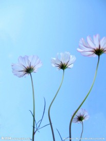 三朵金花