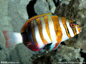 斑纹鱼 海底鱼