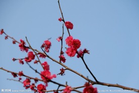 梅花